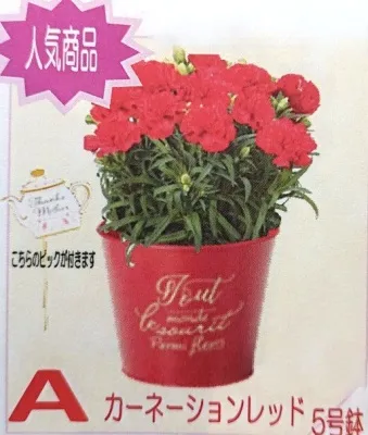 lCNo.1